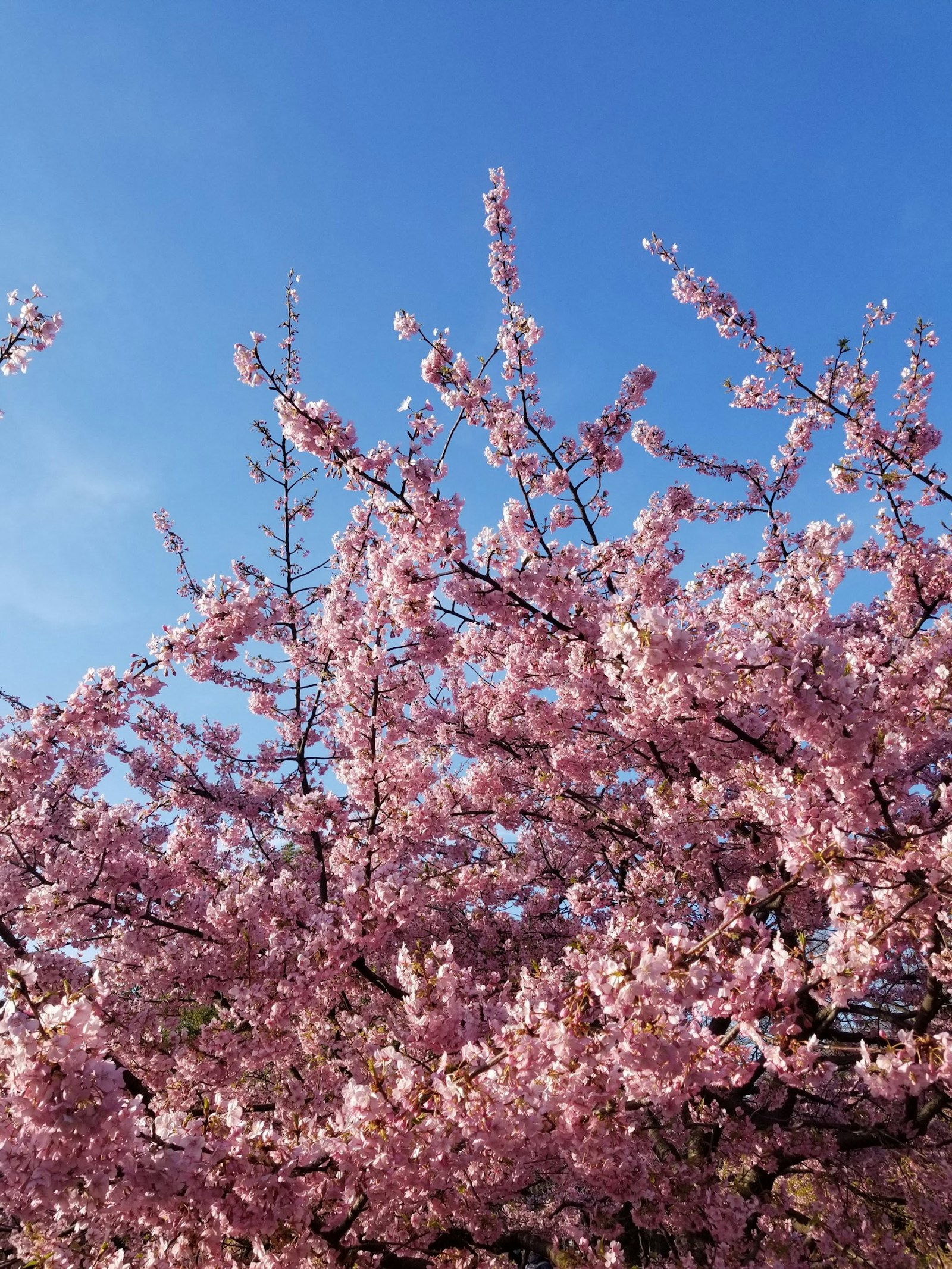 代々木公園の早咲き桜